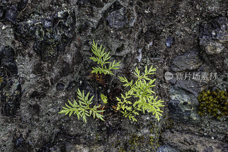 Aspidotis densa是一种蕨类植物，俗称“印第安人的梦”。杰迪戴亚史密斯红杉州立公园;